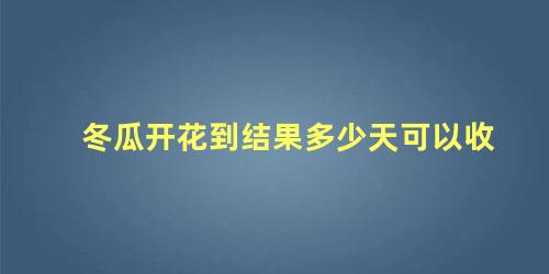 冬瓜从开花结果多少天可成熟(冬瓜开花到成熟多久)